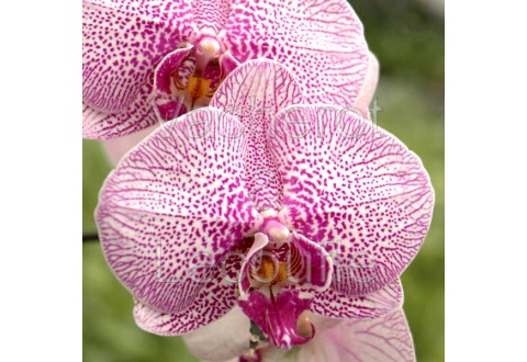 2026-03-28 - 14h15 La culture du phalaenopsis