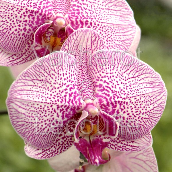 Atelier culture orchidées : Orchidées Vacherot & Lecoufle - arrosage, soin  des orchidées pour débutants