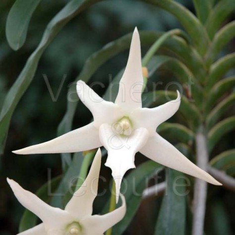 Fiche culture orchidée ANGRAECUM