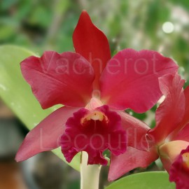 Cattleya Nobile's Bruno Bruno 'Big Red Alert' (Blc.)