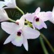 Laelia rubescens