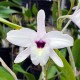 Laelia rubescens