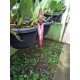 Bulbophyllum fascinator