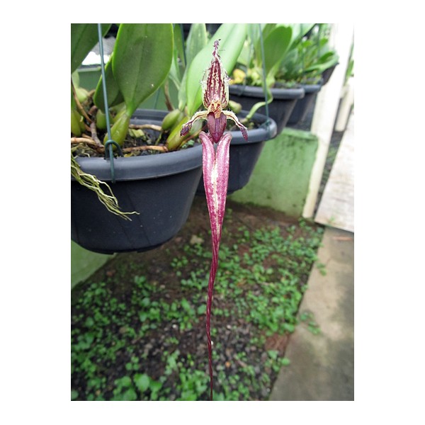 Bulbophyllum fascinator
