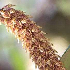 Bulbophyllum careyanum