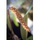 Bulbophyllum careyanum