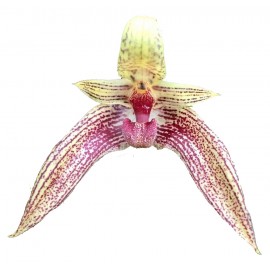Bulbophyllum Sagarik