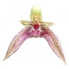 Bulbophyllum Sagarik (lobbii x frostii)