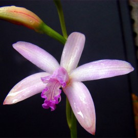 Cattleya caulescens (ex. Laelia)