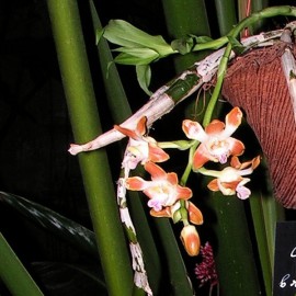 Chysis bruennowiana