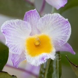 Dendrobium farmeri fma. rosea