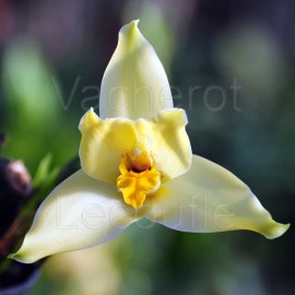 Lycamerlycaste Hera 'Golden Orb'