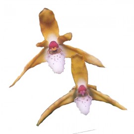 Maxillaria ubatubana