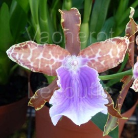 Miltonia May Moir 'Summer Breeze'