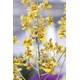 Oncidium montanum