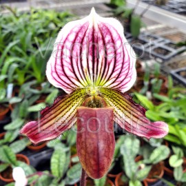 Paphiopedilum H. Ballantine (purpuratum x fairrieanum)