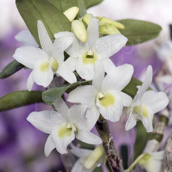 Dendrobium Pocket Lover