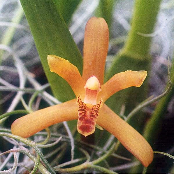 Maxillaria rufescens