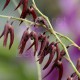 Pleurothallis tuerckheimii