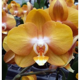 Phalaenopsis Las Vegas