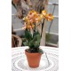 Phalaenopsis Las Vegas