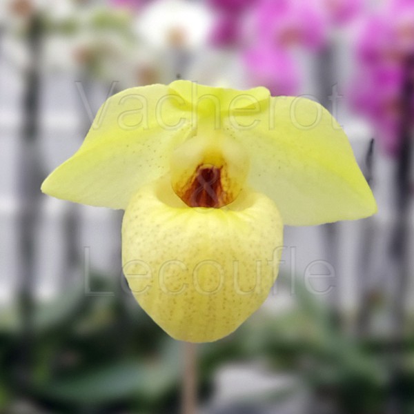 Paphiopedilum Golden Palace