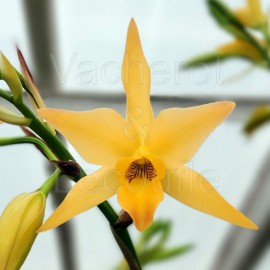 Cattleya Meadow Gold (Lc.)