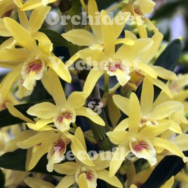 Dendrobium nobile Stardust 'Chyomi'