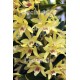 Dendrobium nobile Stardust 'Chyomi'