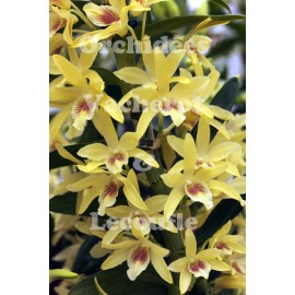 Dendrobium nobile Stardust 'Chyomi'