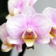Phalaenopsis Petite Dragée