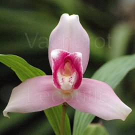 Fiche de culture de l'orchidée ANGULOA, LYCASTE & ANGULOCASTE