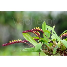 Bulbophyllum falcatum