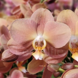 Phalaenopsis Summer Sand 'Monaco'