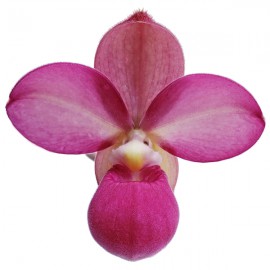 Phragmipedium Eumelia Arias