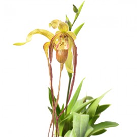 Phragmipedium Grande