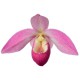 Phragmipedium Grouville