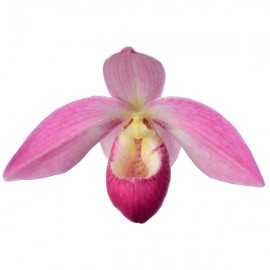 Phragmipedium Grouville