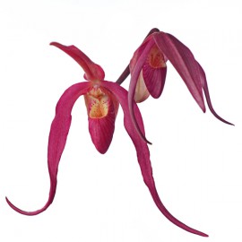 Phragmipedium Ingrid Portilla
