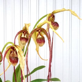 Phragmipedium humboldtii 'Fortuna'