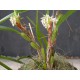 Maxillaria densa (syn. camaridium densum)