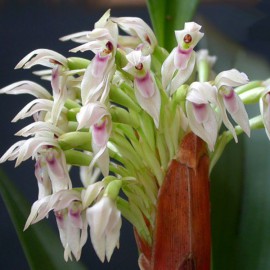 Maxillaria densa (syn. camaridium densum)