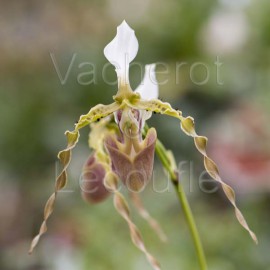 Paphiopedilum dianthum