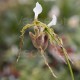 Paphiopedilum dianthum
