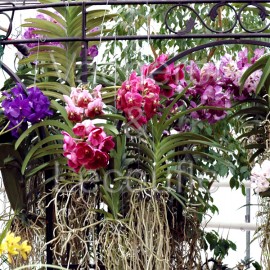 Portes ouvertes Orchidées Vacherot et Lecoufle
