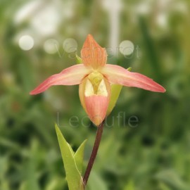 Phragmipedium Eric Young