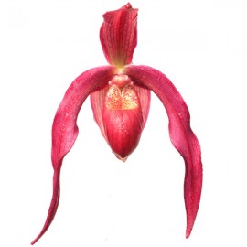 Phragmipedium Ruby Slippers