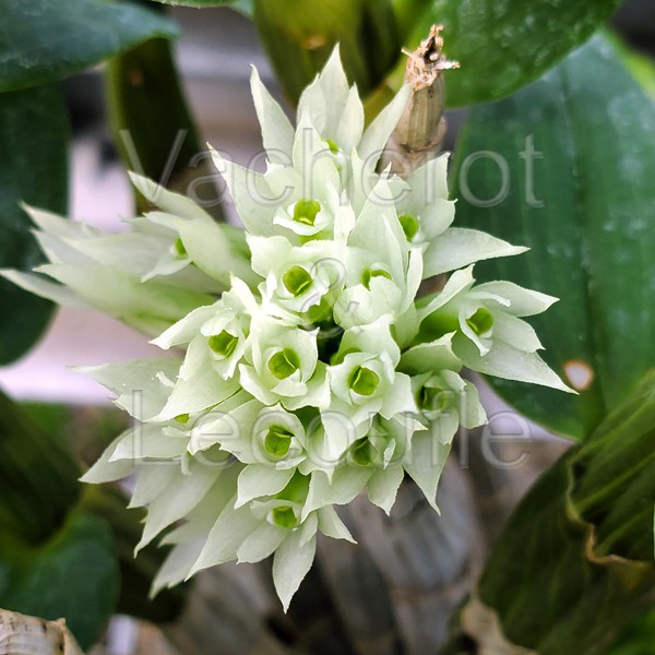 Dendrobium capituliflorum