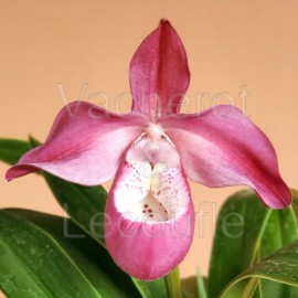 Phragmipedium Ivan Portilla