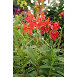 Epidendrum Ballerina 'Fireball'